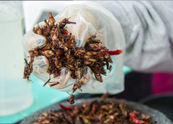 سويسرا  تشجع على تناول الحشرات