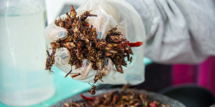 سويسرا  تشجع على تناول الحشرات