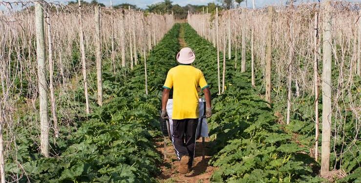 لدعم صغار المزارعين.. البنك الزراعي يستهدف ضخ 15 مليون جنيه في 7 قرى