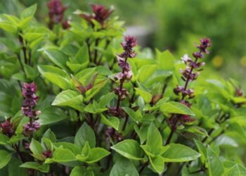 مصر الأولى عالمياً في تصدير الريحان