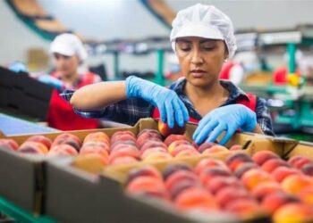 فرصة ذهبية لرواد الأعمال.. 437% زيادة في صادرات الفاكهة المصرية إلى ألمانيا خلال 2025