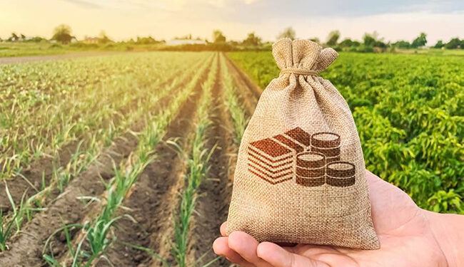 كيف يدعم البنك الزراعي المصري المزارعين